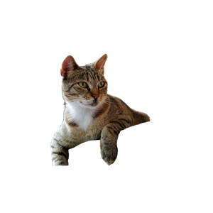 Close Up Of A Tabby Cat Lounging On Vibrant Mats In ÜSküDar, Istanbul. 15891 - Cat PNG image with transparent background